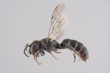 [Stenoheriades male (lateral/side view) thumbnail]